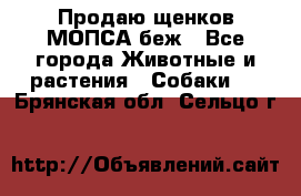 Продаю щенков МОПСА беж - Все города Животные и растения » Собаки   . Брянская обл.,Сельцо г.